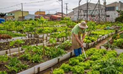 A agricultura urbana é o caminho mais curto entre a comida saudável e os desertos alimentares