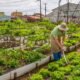 A agricultura urbana é o caminho mais curto entre a comida saudável e os desertos alimentares