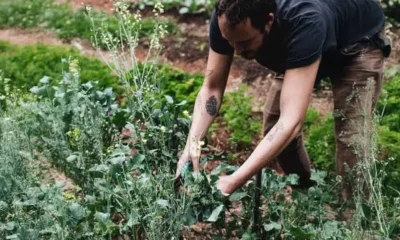 Chefs arregaçam as mangas e cultivam seus próprios ingredientes