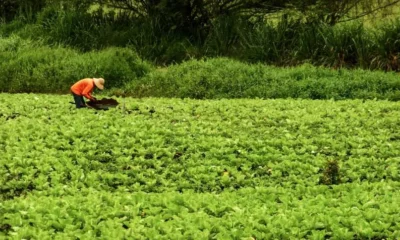 Na agricultura familiar, uma solução (e um problema) para o combate contra a fome