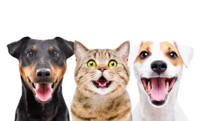 EXCLUSIVO: ADM Nutrição busca comprador para sua divisão de pet food no Brasil