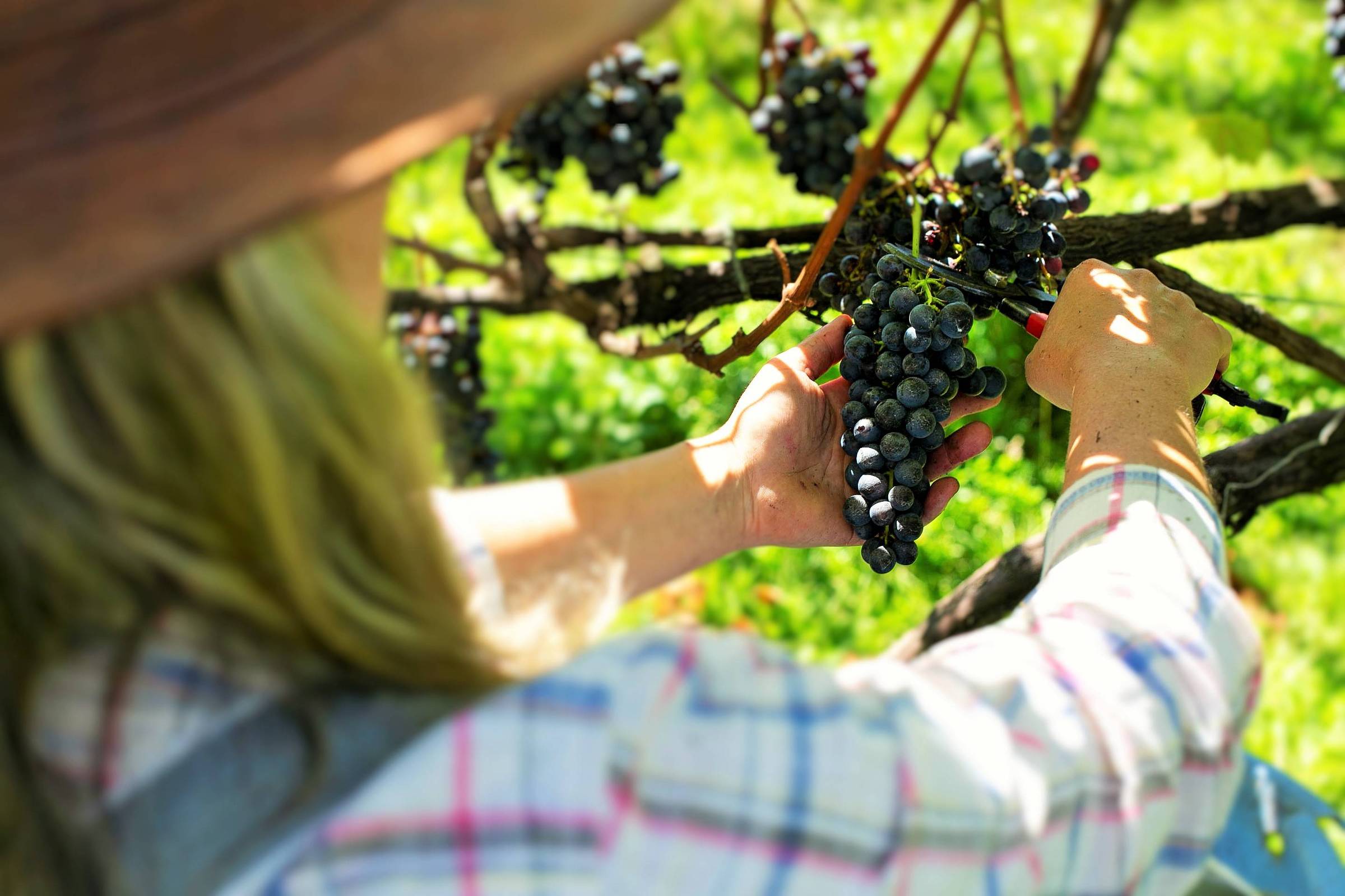 Serra catarinense ganha relevância no enoturismo – 07/03/2025 – Turismo