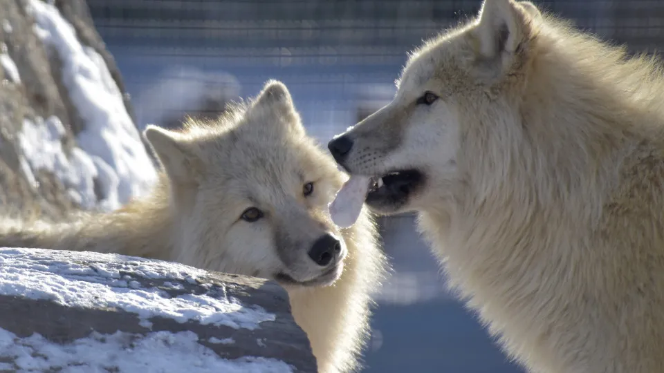 Você viu? Cientistas ressuscitam lobo pré-histórico extinto