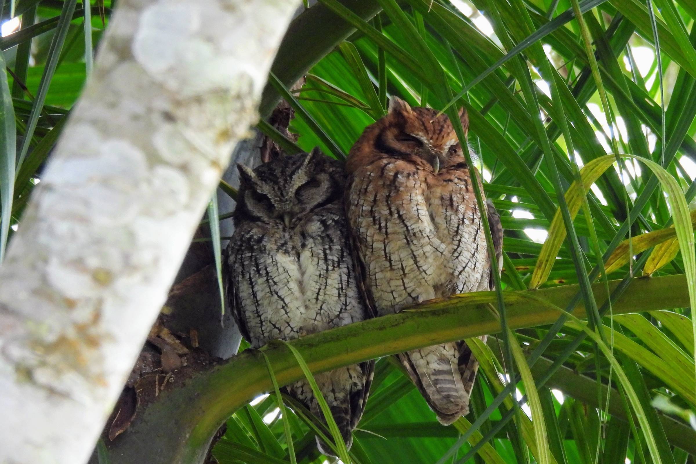 Veja como são passeios para ver pássaros na Mata Atlântica – 28/06/2025 – Turismo