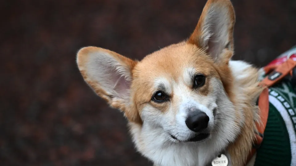 As raças de cachorros mais inteligentes o mundo