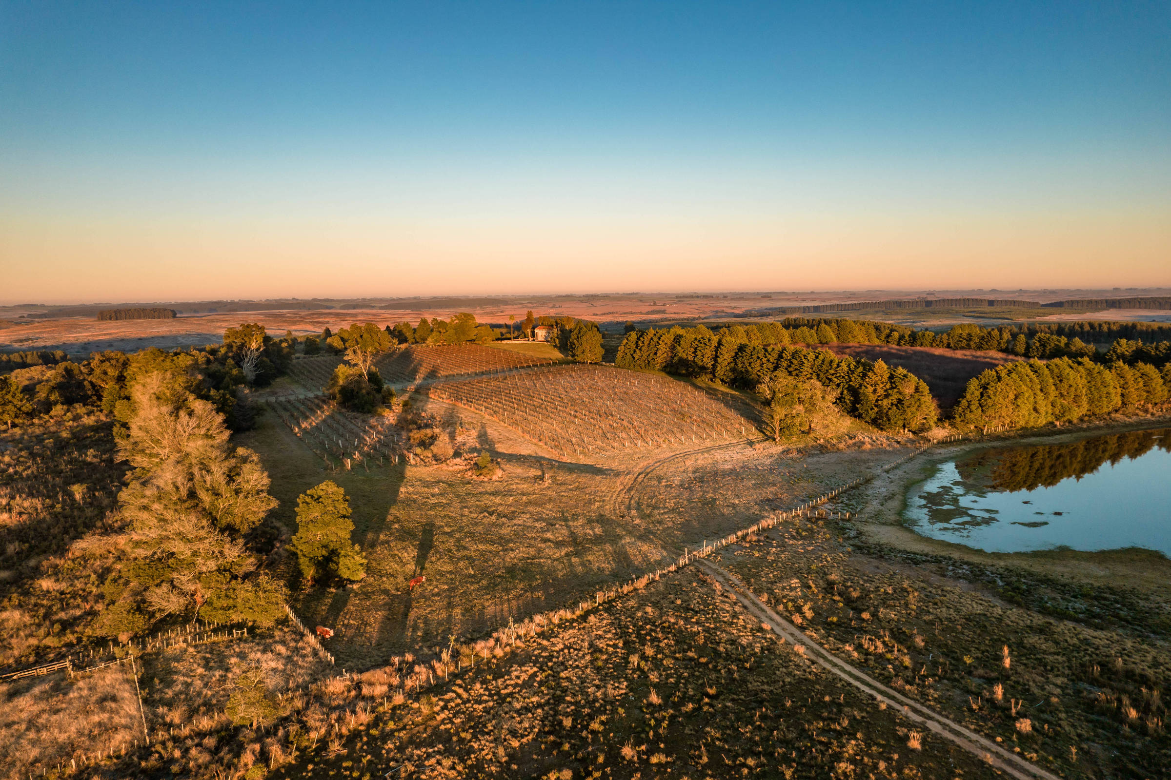 Campanha Gaúcha é o principal destino para o enoturismo – 01/07/2025 – Turismo