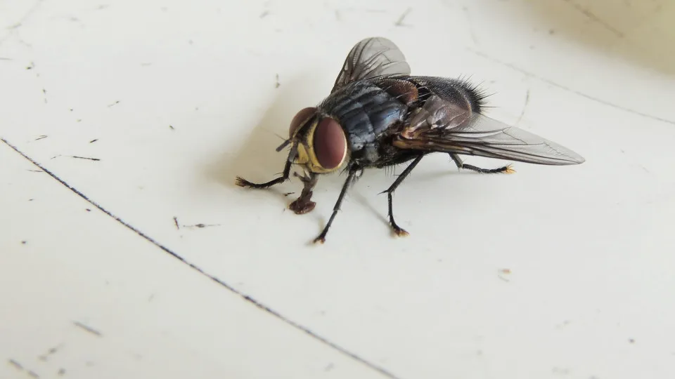 Truques simples e naturais para afastar moscas de casa no frio