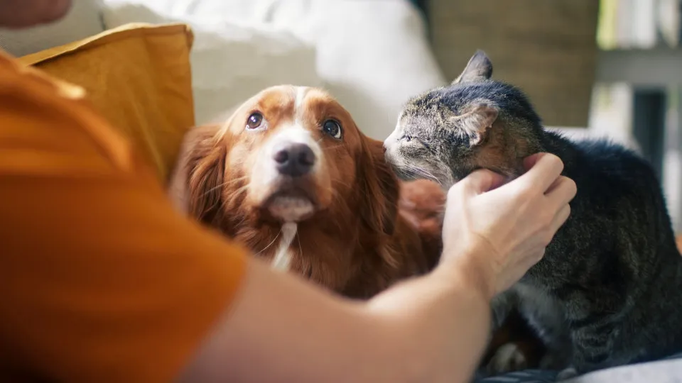 Sua personalidade, de acordo com seu pet favorito