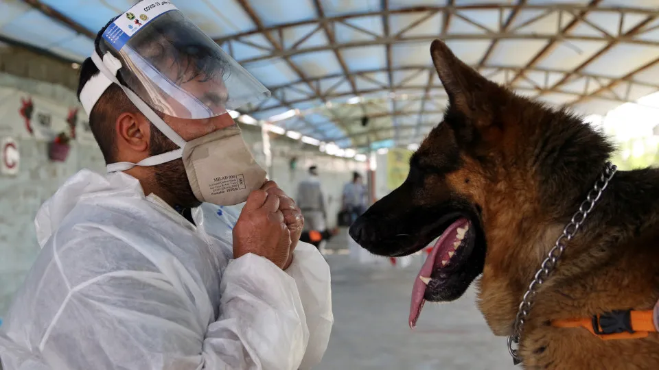 Coisas incríveis que os cães são capazes de fazer – até detectar Covid-19
