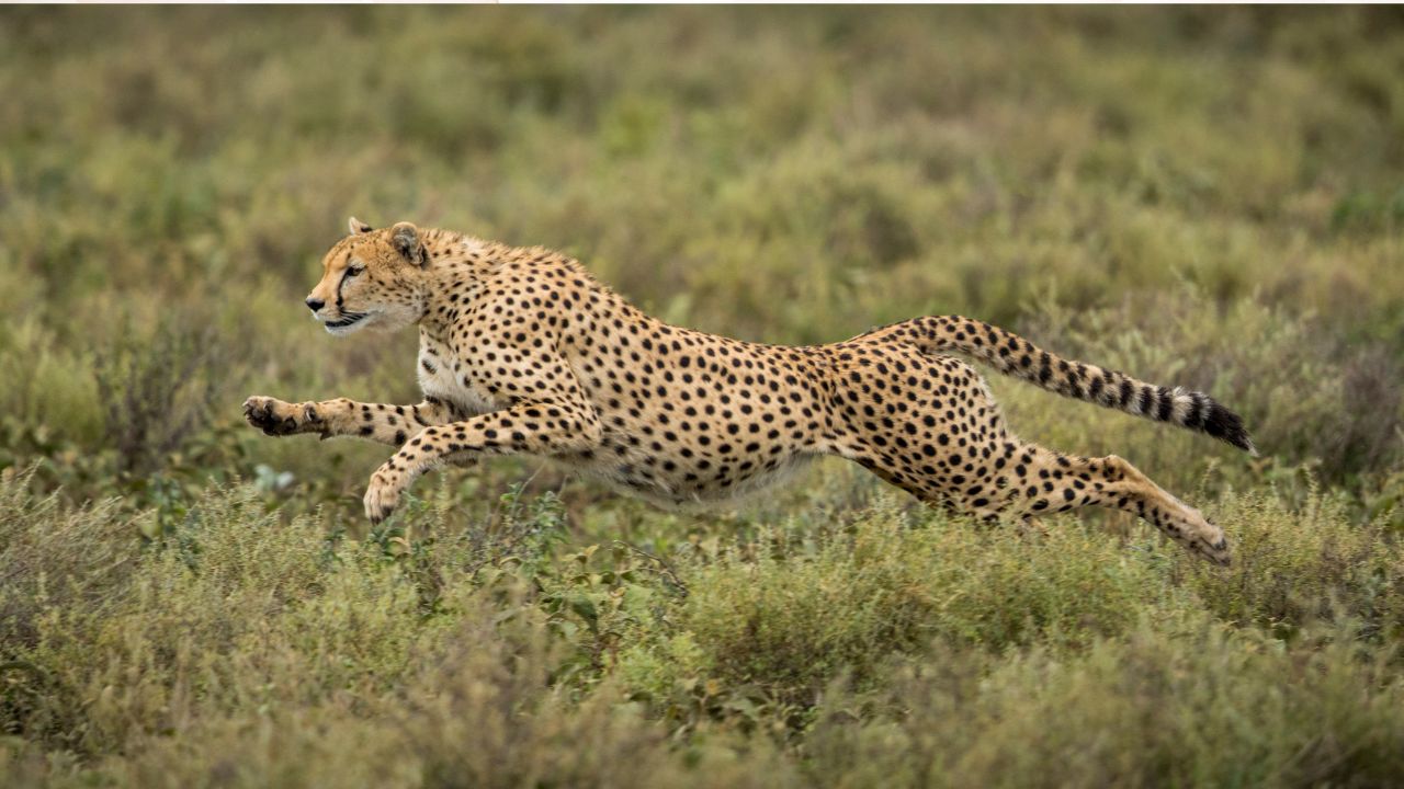 De Serengeti a Ngorongoro- Best Tanzania Safari Trips