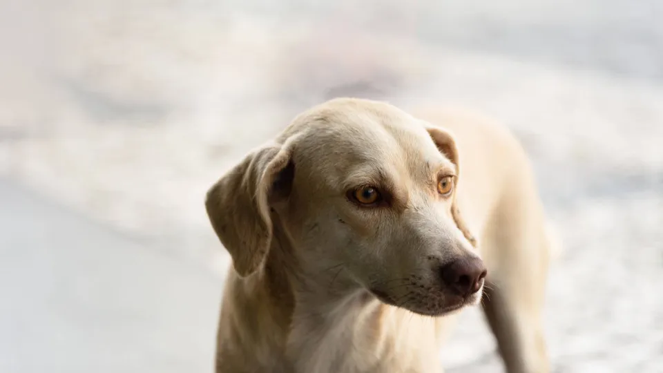 Brasil está entre os países com mais cães do mundo