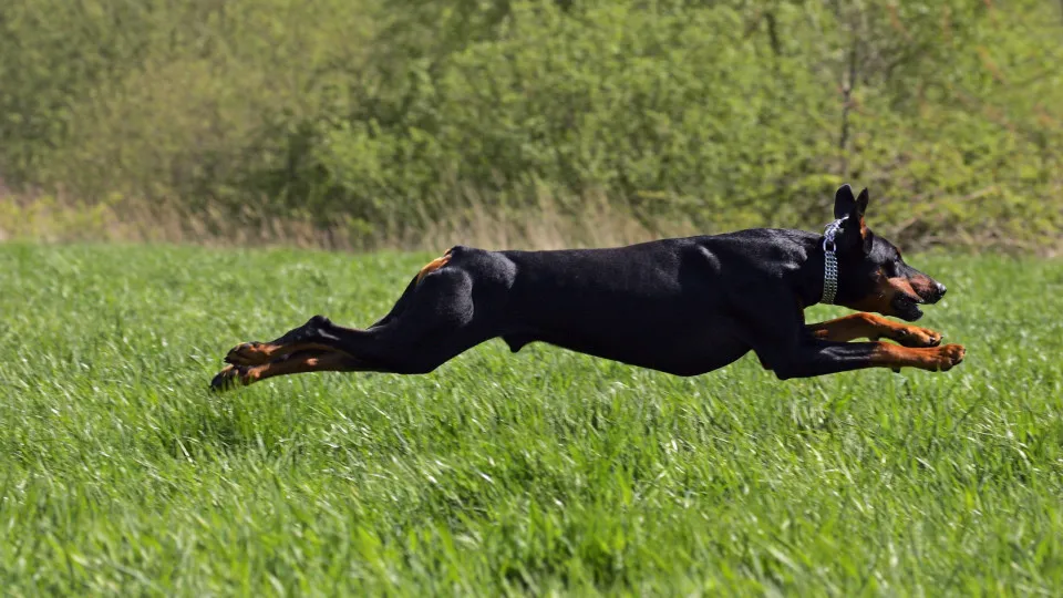 As raças de cães mais ativas e as mais preguiçosas