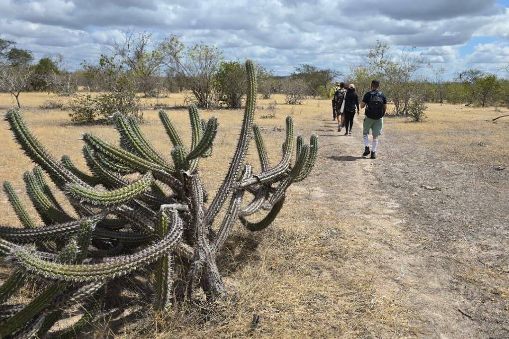 Trilhas nordestinas emergem no cenário de longo percurso – 12/11/2025 – É Logo Ali