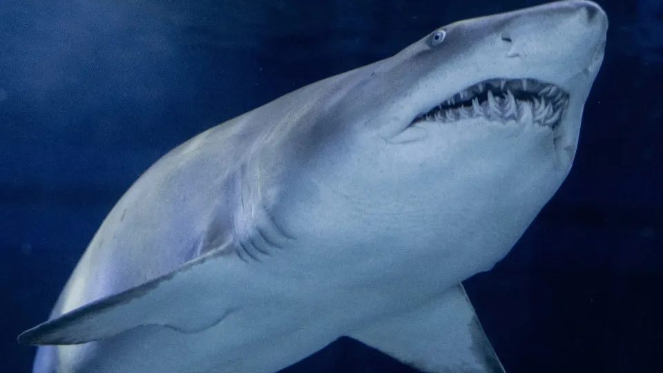 Como sobreviver a tornados, ataques de tubarão e mais grandes perigos