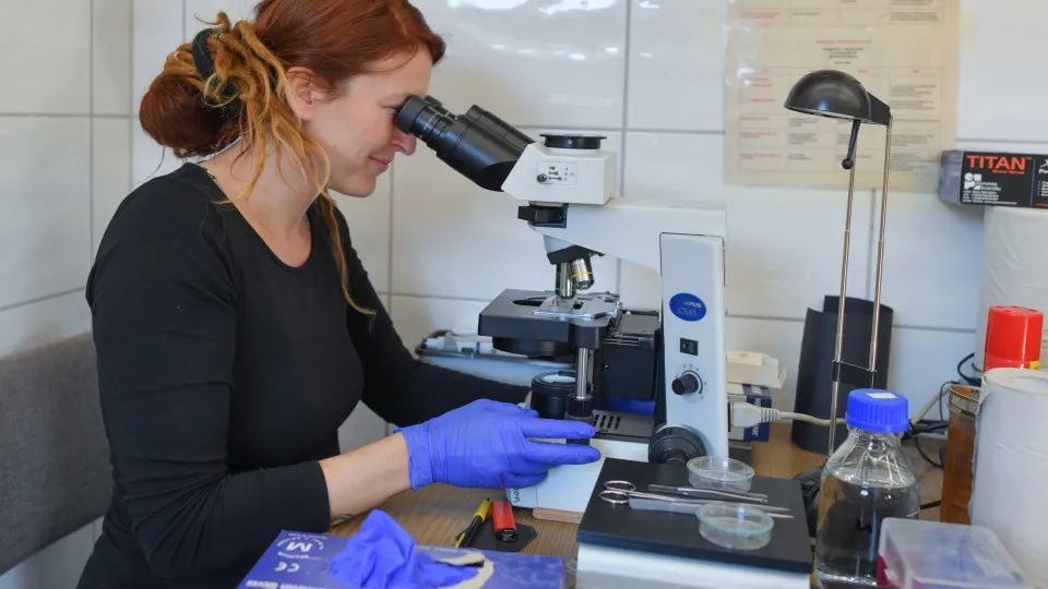 Cientistas rejuvenescem cobaias restaurando células velhas